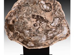 Designation: Slab 2B Giant Sequoias Petrified Wood Table. Chronicle of a Giant: A 38-Million-Year-Old Prehistoric Sequoia.